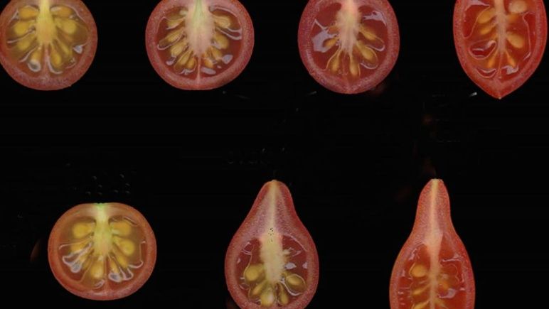 conicet_tomates_2_crop1545942811825.jpg_501420591.jpg