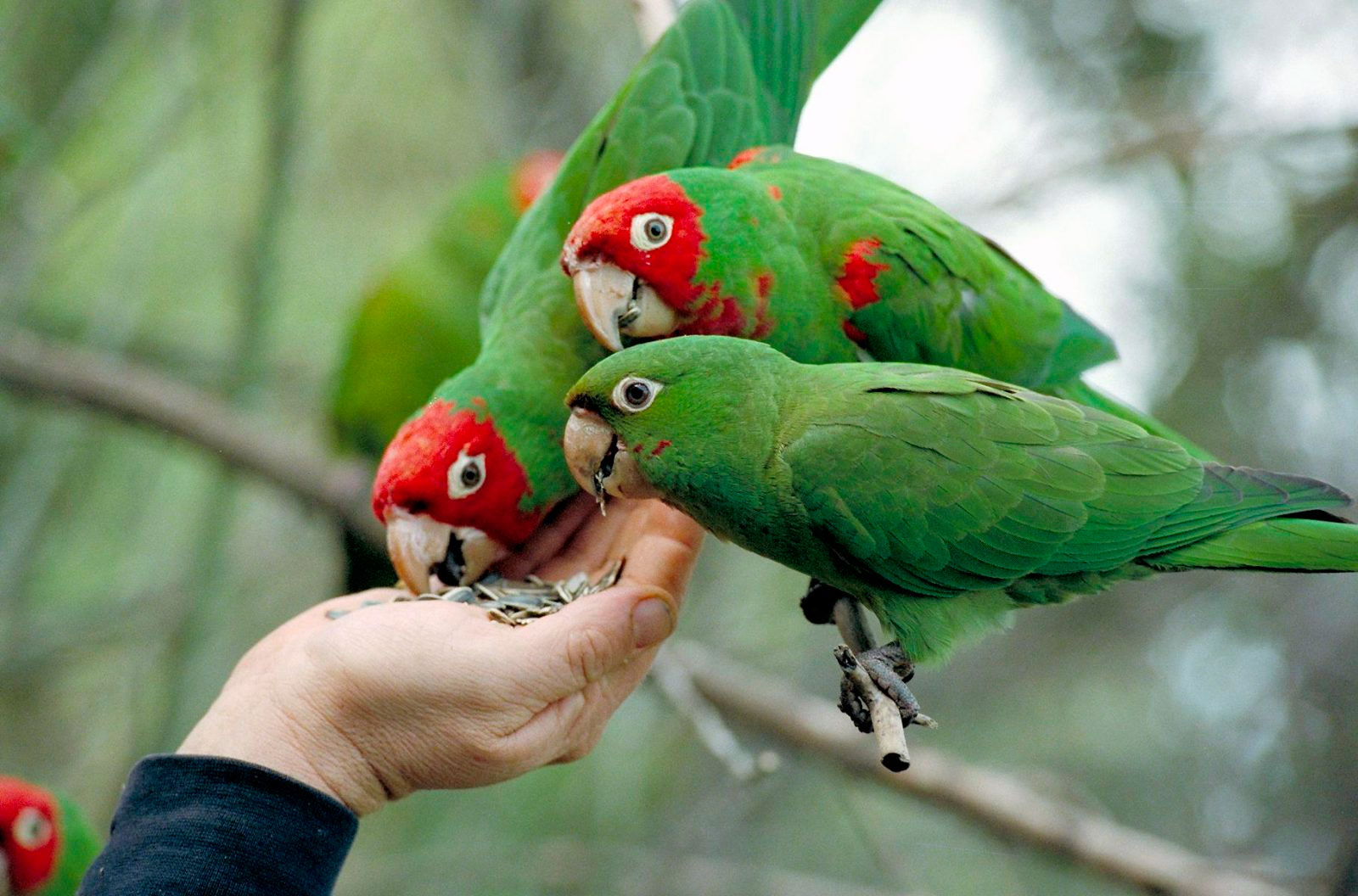 loro.jpg