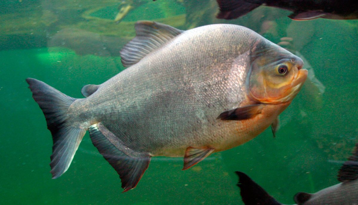 pez_pacu.jpg