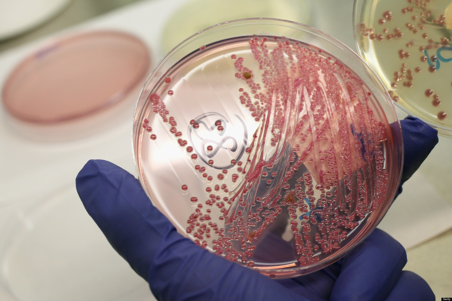 superbacteria_lh.jpg