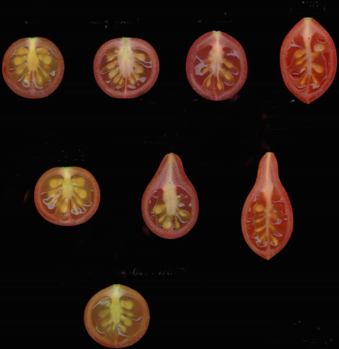 tomates.jpg