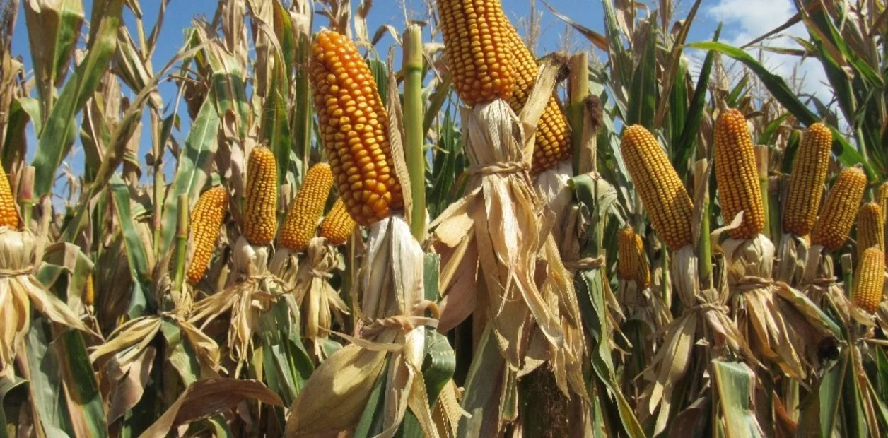agro_fk.jpg