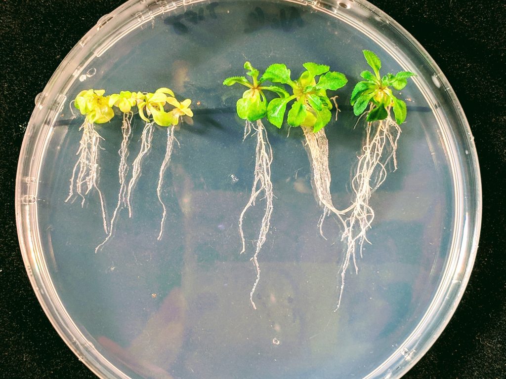 biotecnologia_vegetal.jpg