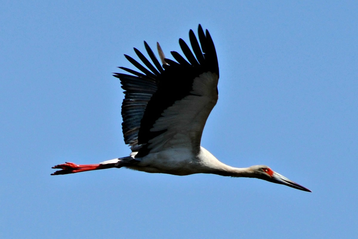 fauna_silvestre.jpg